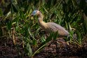 080 Noord Pantanal, fluitreiger